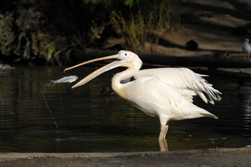 pelikan, rosa, fisch