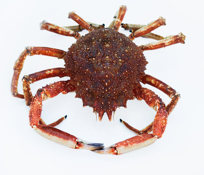 seespinne