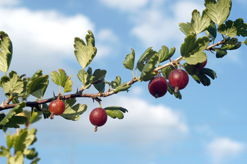 Branch of a gooseberry