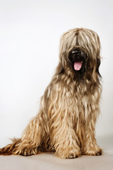 Briard