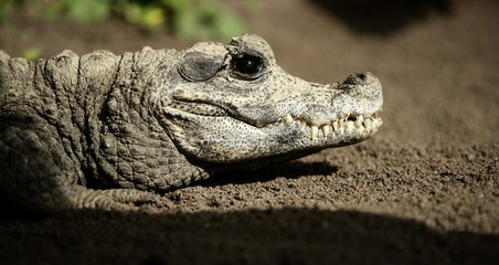 Midget crocodrile from Africa, Aligators.