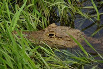 el caiman