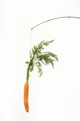 Try to eat the carrot rabbit trap