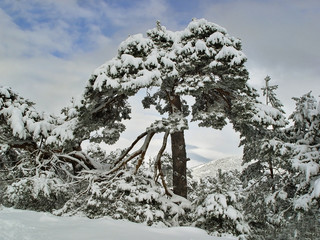 Pino nevado
