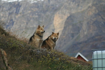Fuchs / Wolf am Steg in Sisimut auf Grönland