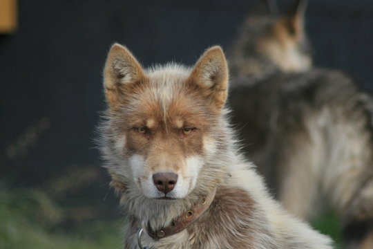 Fuchs / Wolf am Steg in Sisimut auf Grönland