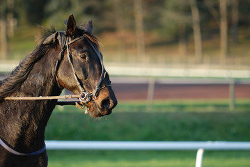 cheval de course © beatrice prève