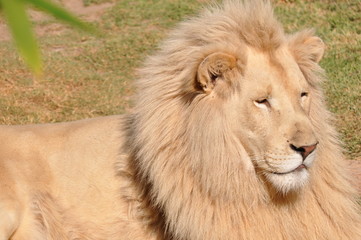 white lion