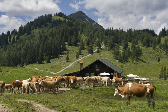 cows on mountain