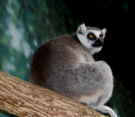 Lemur on Tree
