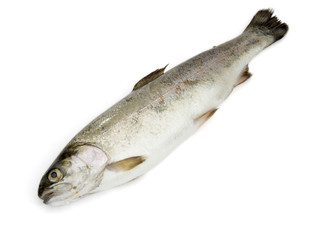 fish 3
