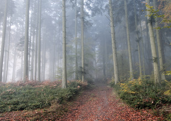 forêt dans la brume