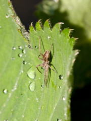 Garden Spider on Plant