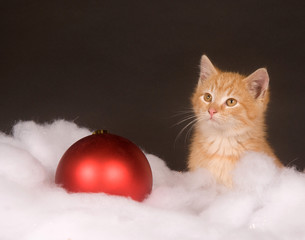 Yellow kitten in fluffy snow