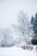 frozen forest in winter