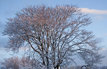 Bare tree with snow at sunrise