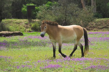 Przewalski's Horse