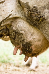 Vache112