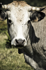 Vache001