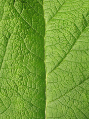 Naklejka na ściany i meble green leaf close-up