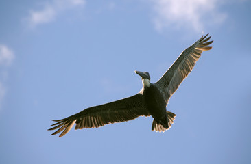 Brown pelican