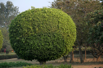 Bight green tree trimmed in the shape of a elliptical ball