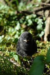 dohle, jungvogel, vogel