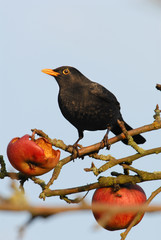 Amsel, Schwarzdrossel, vogel