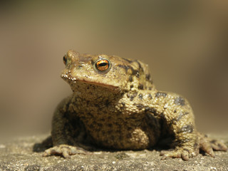Kröte