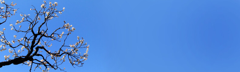 Plum tree blossom and blue sky in Japan