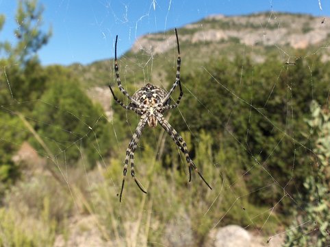 ara&ntilde;a en su tela