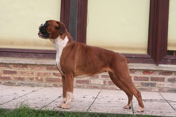 beau standard de boxer © Dogs