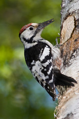 Dendrocopos leucotos