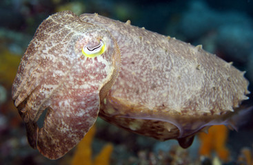 Reef cuttlefish (Sepiidae)