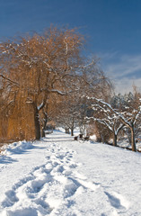 Weg im Winter