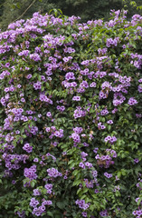 Obraz premium Mansoa difficilis 03