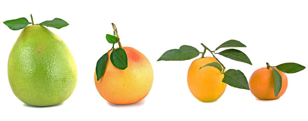 Pamelo, tangerines, grapefruits and oranges isolated on white ba