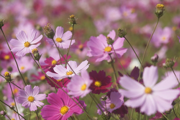 A field of wild flowers