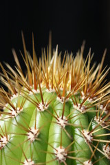 Naklejka na ściany i meble cactus head