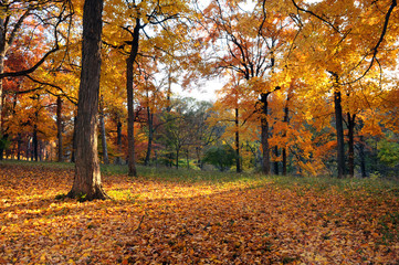 Forest in Early Fall