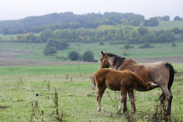 Obraz premium Fürsorge