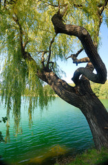 Trauerweide