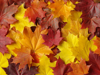 Naklejka na ściany i meble autumnal palette