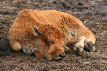 Young buffalo baby sleeping