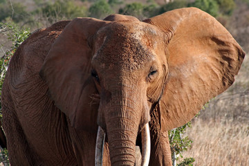 Fototapeta na wymiar Roter Elefant, eingefärbt von roter Lateriterde