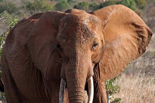 Roter Elefant, eingef&auml;rbt von roter Lateriterde