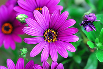 Fototapeta premium Blumen, Kapmargerite