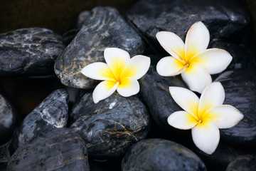 Fototapeta na wymiar Frangipani flowers and spa stones