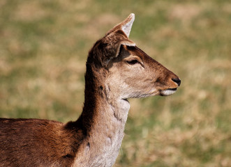 deer