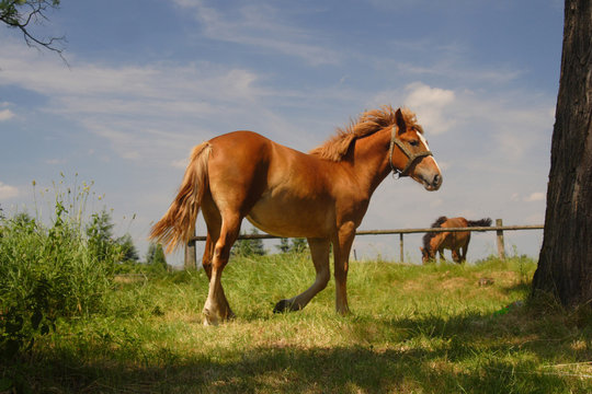 Horse 01